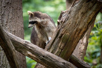 Waschbär