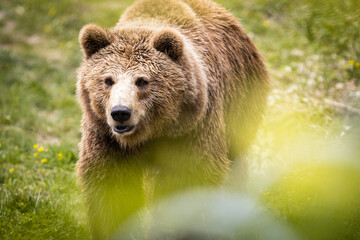 Obraz premium Grizzly