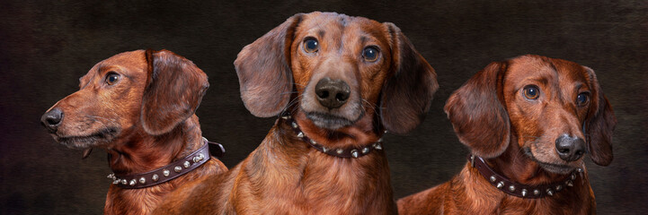 Composite Portrait of Weiner Dog With Brush Strokes