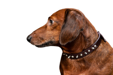 Red Dachshund Looking Off Camera Left Isolated On White