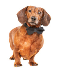 Sophisticated Weiner Dog In Black Tie Isolated on White