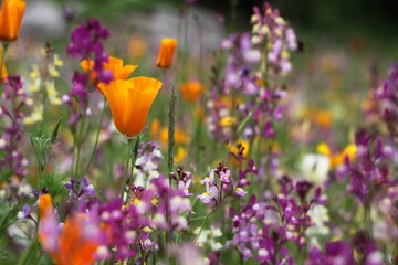 flowers in the garden