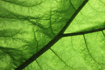 Naklejka na ściany i meble close up of green leaf