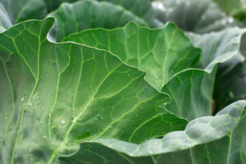 close up of green cabbage leaves in summer garden