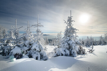 Obraz premium Snow covered trees on top of Mt Klimczok with the town of Szczyrk in the background, Silesian Beskids, Western Carpathians, Poland