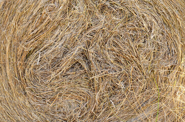 A stack of yellow-green juicy hay for feeding horses and cows, dry grass rolled into a roll