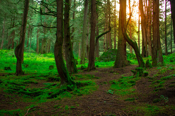 Obraz premium Bosque