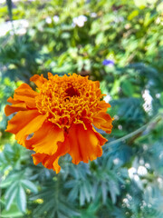 orange dahlia flower