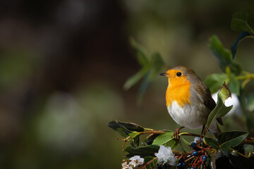 european robin erithacus rubecula perching on a berry bush during winter.  snowy day, out of focus green background. small song bird with a round shape and orange breast.
