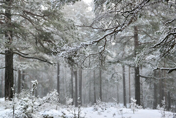 Winter in the forest