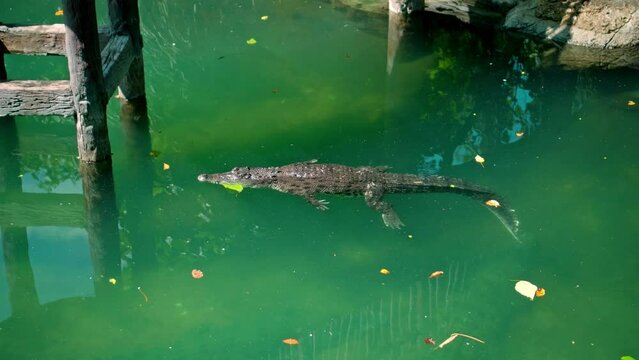 African alligators float in the water, plunging to the bottom of the river and float from above