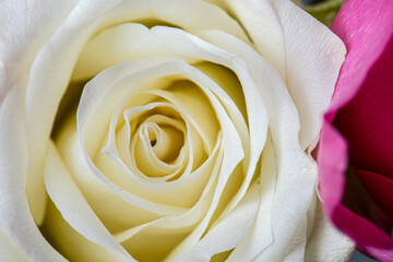 Obraz na płótnie Canvas Closeup photo of white and magenta roses.