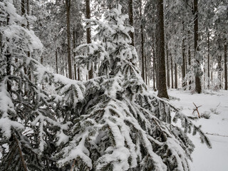 Snow covered forest in the Vosges. Fog covers the mountains.