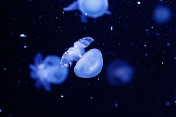 Naklejka na ściany i meble macro of a beautiful jellyfish stomolophus meleagris