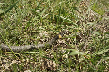 lizard on the grass