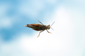 wonderful Grasshopper against a blue sky