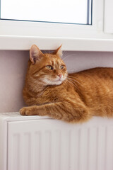 A beautiful red cat sits on a radiator. The pet is heated on the battery