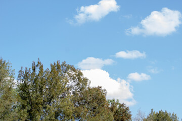 Nubes con árbol