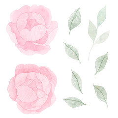 Vintage hand made line peonies or rose set. Botanical froral design. Isolated on white flowers. For greeting, invitation, wedding, birthday, valentine card. Botanical illustration.