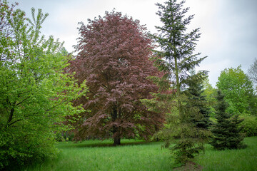 Obraz premium tree in bloom