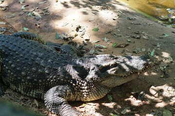 Siamese Crocodile in Thailand, Nakhon Ratchasima, Korat Zoo January 19, 2022