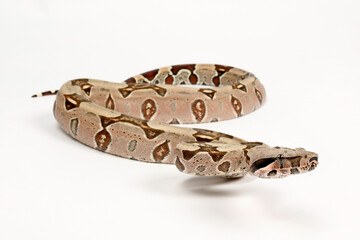 Naklejka premium Red-tailed boa // Abgottschlange (Boa constrictor) - Brazil // Brasilien 