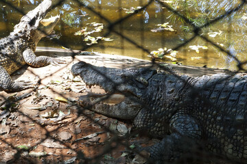 Siamese Crocodile in a cage in Thailand, Nakhon Ratchasima, Korat Zoo January 19, 2022