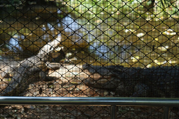 Siamese Crocodile in a cage in Thailand, Nakhon Ratchasima, Korat Zoo January 19, 2022