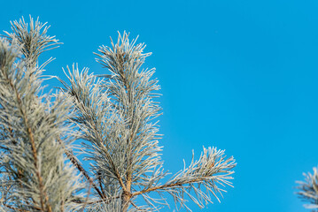 Pine twigs covered with white frost. Winter in the forest and frost in the morning. Natural blue background. Long green needles against the sky.