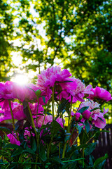 Peony bloom at sunrise