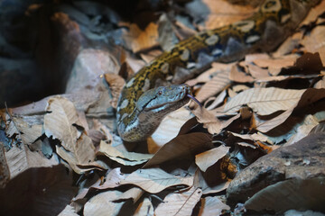 blue tongued lizard in Thailand, Nakhon Ratchasima, Korat Zoo January 19, 2022