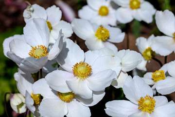 White flowering anemone, anemone hupehensis