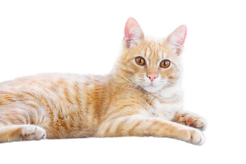 Obraz premium Cute red cat looking at camera.