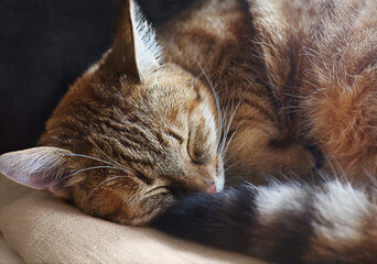 Fototapeta na wymiar Cute domestic red cat are sleeping at home.