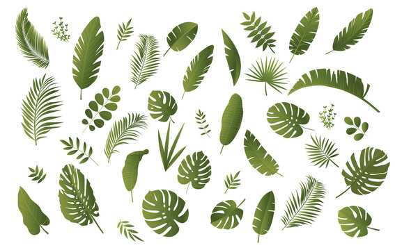 Set of tropical plants. Unusual plants from tropical and exotic forests. Leaves, foliage and greens. Nature, diversity and floristry. Cartoon flat vector illustration isolated on white background