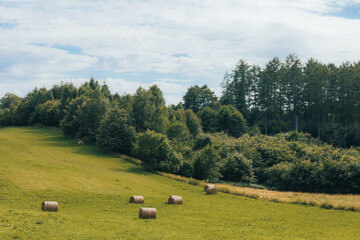 Fototapeta na wymiar straw bales in the field 
