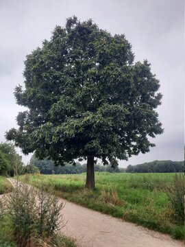 Ein &uuml;ppig gr&uuml;ner Maronenbaum an einem Feldweg