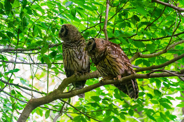 Two Barred Owls