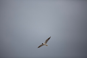 seagulls in flight