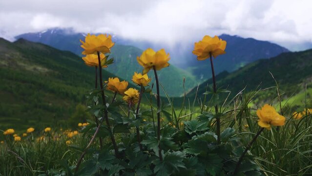 Altai globeflower (Trollius altaicus) in Altai mountains, grows in subalpine meadows. The slopes of the gorge and the peak in the cloudy haze in the background. 2200 a.s.l.