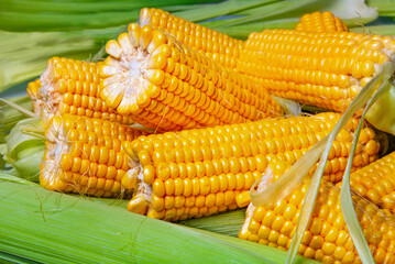 Ripe ears of corn close up. Corn background. Yellow grains of succulent corn. Corn on the cob.