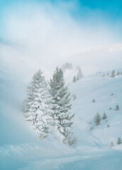 winter landscape with snow and trees in the foggy mountain