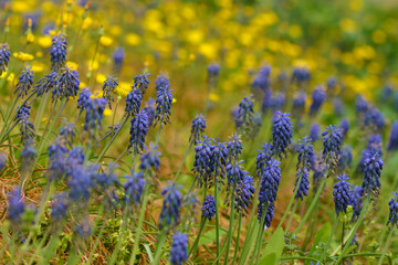 Muscari