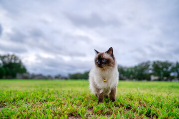 Balinese cat on grass