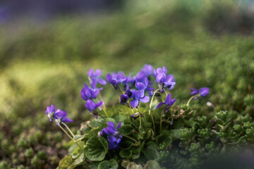 Marzycielski, artystyczny obraz fioletowych, niebieskich  kwiatów wczesno wiosennych w ciepłe ale pochmurne popołudniowe. - obrazy, fototapety, plakaty