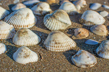 shells on the beach. summertime and travel background