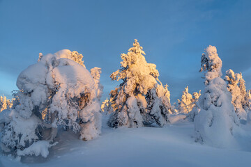 Bright sunny bizarre silhouette of fir trees are plastered with snow. Arctic harsh nature. Snow...