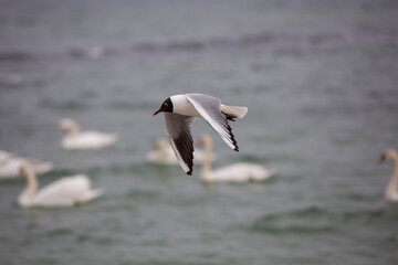 seagulls in flight