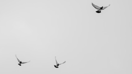 Black and white view of pigeons flying in the sky in groups. Flock of pigeons flying at the grey sky. Selective focus.