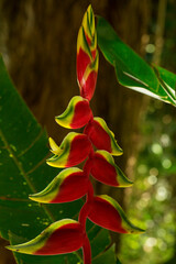 Flor colorida encontrada na região de Mata Atlântica. Heliconia rostrata , a garra de lagosta...